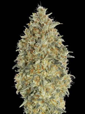 Advanced Seeds auto gorilla blue Samen Advanced Seeds auto gorilla blue Samen