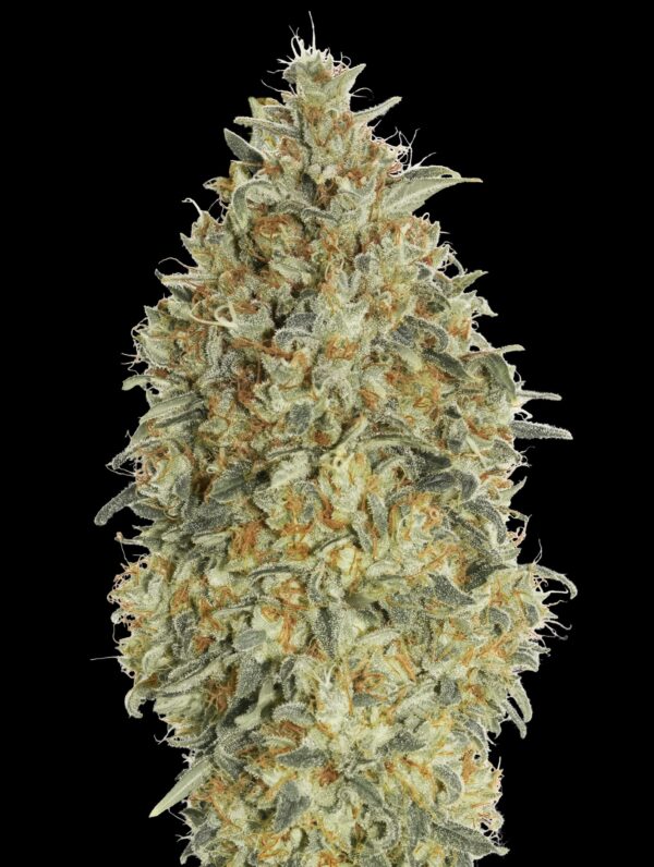 Advanced Seeds auto gorilla blue Samen