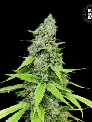 Bulk Seeds Bank Auto Grande Crack 10 Stk feminisiert