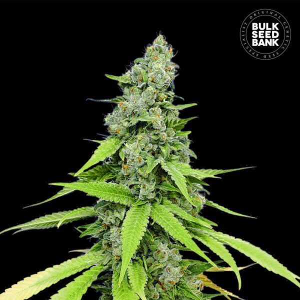 Bulk Seeds Bank Auto Grande Crack 10 Stk feminisiert