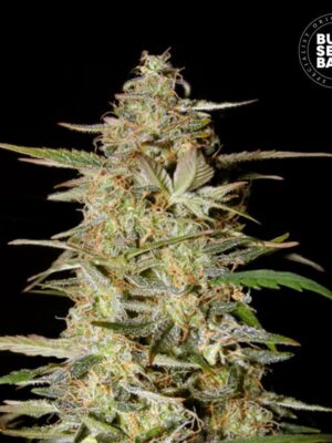 Bulk Seeds Bank Auto Hindu Kush 10 Stk feminisiert