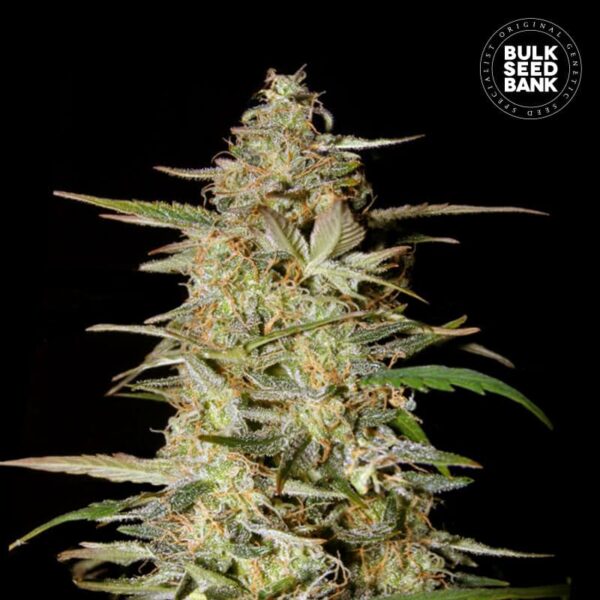 Bulk Seeds Bank Auto Hindu Kush 10 Stk feminisiert