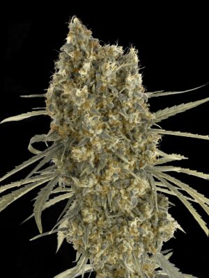 Advanced Seeds auto jack herer Samen Advanced Seeds auto jack herer Samen