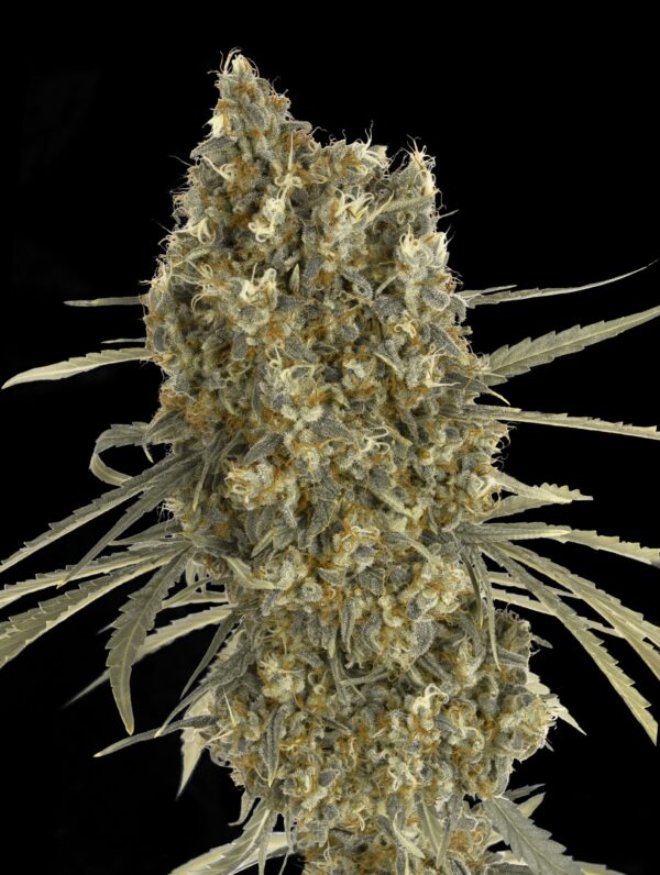 Advanced Seeds auto jack herer Samen
