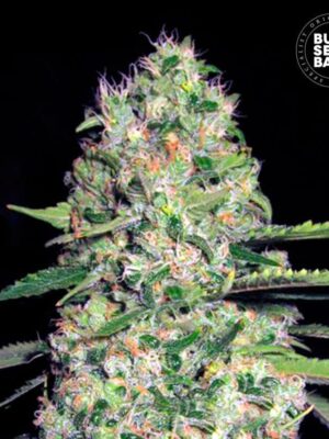 Bulk Seeds Bank Auto Jack Hair 5 Stk feminisiert