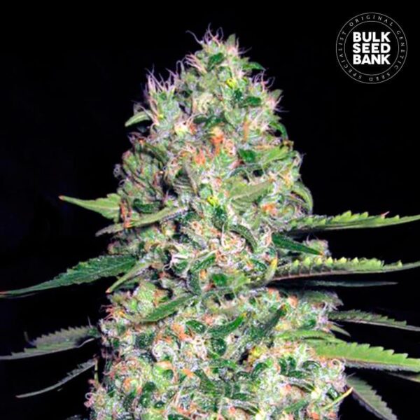Bulk Seeds Bank Auto Jack Hair 5 Stk feminisiert