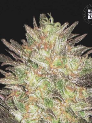 Bulk Seeds Bank Auto Lavender Best 5 Stk feminisiert