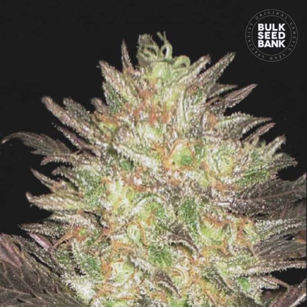 Bulk Seeds Bank Auto Lavender Best 5 Stk feminisiert