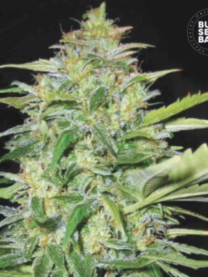 Bulk Seeds Bank Auto Lime Skunk 10 Stk feminisiert