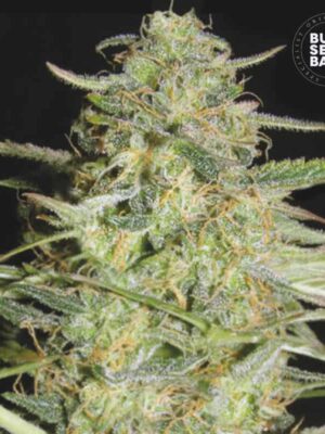 Bulk Seeds Bank Auto Loveryder 10 Stk feminisiert