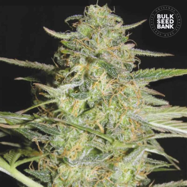 Bulk Seeds Bank Auto Loveryder 10 Stk feminisiert