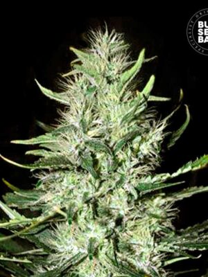 Bulk Seeds Bank Auto Mazar Extra 10 Stk feminisiert