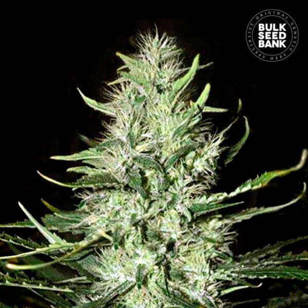 Bulk Seeds Bank Auto Mazar Extra 10 Stk feminisiert