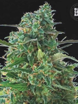 Bulk Seeds Bank Auto Nba Diesel 10 Stk feminisiert