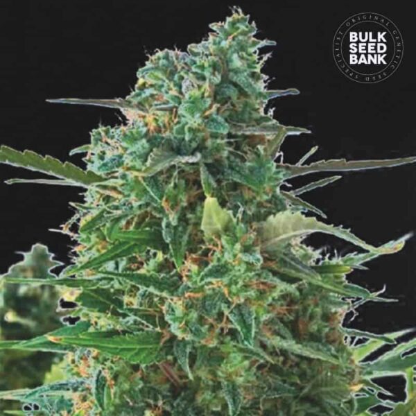 Bulk Seeds Bank Auto Nba Diesel 10 Stk feminisiert