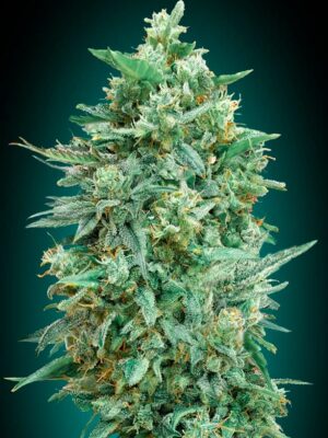 00 Seeds auto northern lights xxl Samen