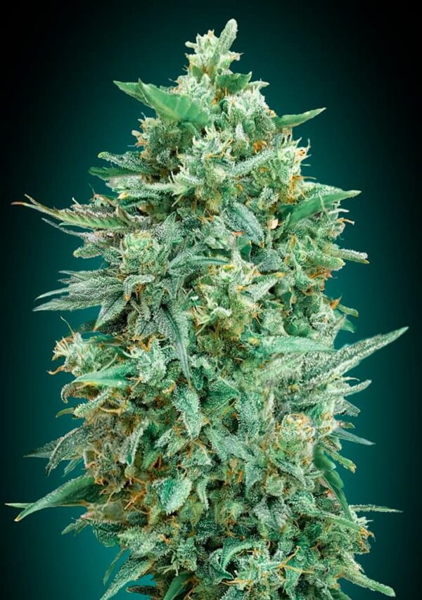 00 Seeds auto northern lights xxl Samen