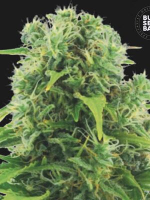 Bulk Seeds Bank Auto Northern Light 10 Stk feminisiert