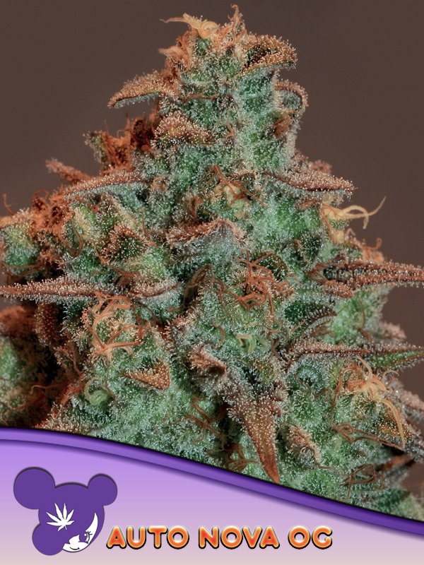 Anesia Seeds auto nova og Samen