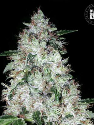 Bulk Seeds Bank Auto OG Kush 10 Stk feminisiert