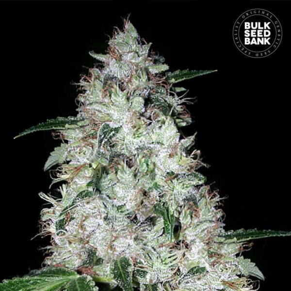 Bulk Seeds Bank Auto OG Kush 10 Stk feminisiert