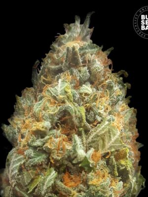 Bulk Seeds Bank Auto Original Orange Bud 10 Stk feminisiert