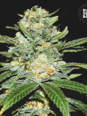 Bulk Seeds Bank Auto Perfect Power Plant 10 Stk feminisiert