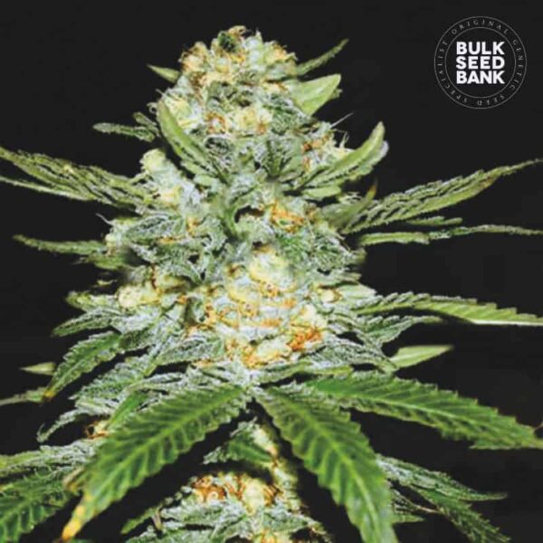 Bulk Seeds Bank Auto Perfect Power Plant 10 Stk feminisiert