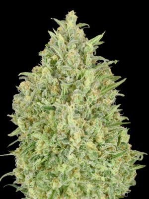 Advanced Seeds auto pineapple glue Samen Advanced Seeds auto pineapple glue Samen