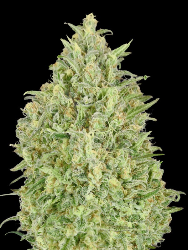 Advanced Seeds auto pineapple glue Samen