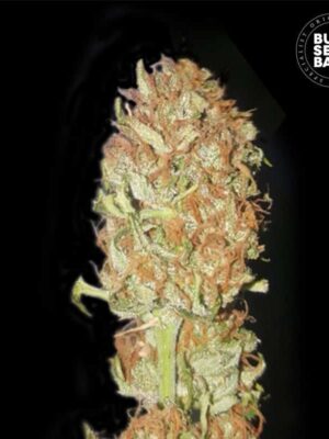 Bulk Seeds Bank Auto Psychedelic 5 Stk feminisiert Bulk Seeds Bank Auto Psychedelic 10 Stk feminisiert