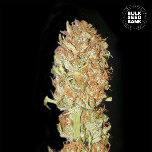 Bulk Seeds Bank Auto Psychedelic 10 Stk feminisiert