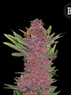 Bulk Seeds Bank Auto Purple Glam Kush 5 Stk feminisiert Bulk Seeds Bank Auto Purple Glam Kush 10 Stk feminisiert