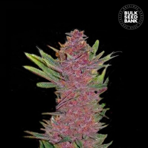 Bulk Seeds Bank Auto Purple Glam Kush 10 Stk feminisiert