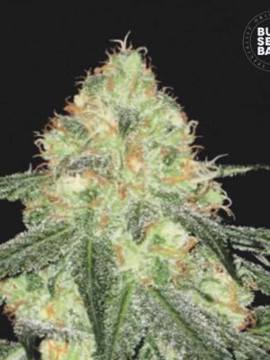 Bulk Seeds Bank Auto Sour Diesel 5 Stk feminisiert Bulk Seeds Bank Auto Sour Diesel 10 Stk feminisiert