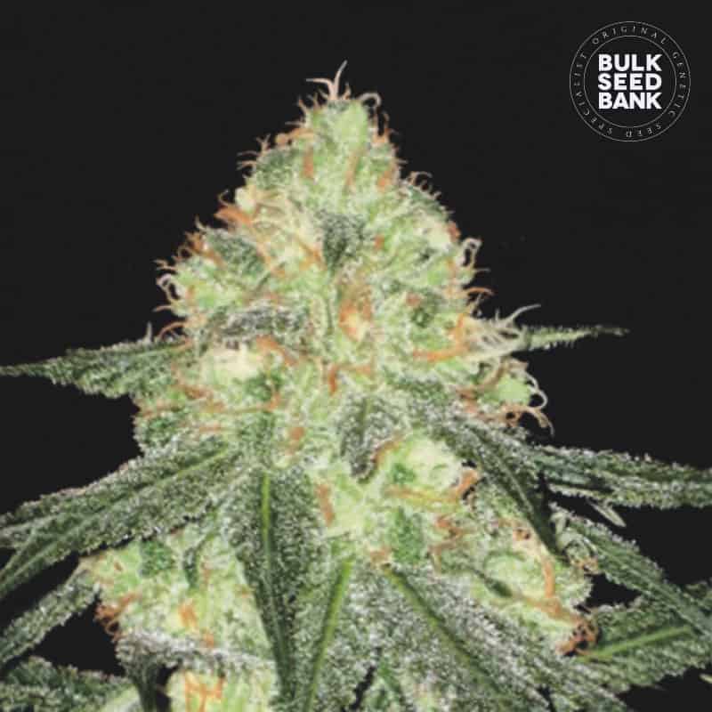 Bulk Seeds Bank vs Growers Choice: Bulk Seeds Bank Auto Sour Diesel