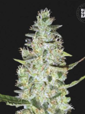 Bulk Seeds Bank Auto Special Skunk 5 Stk feminisiert Bulk Seeds Bank Auto Special Skunk 10 Stk feminisiert