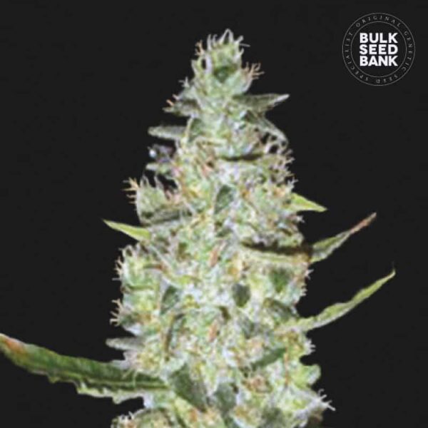 Bulk Seeds Bank Auto Special Skunk 10 Stk feminisiert
