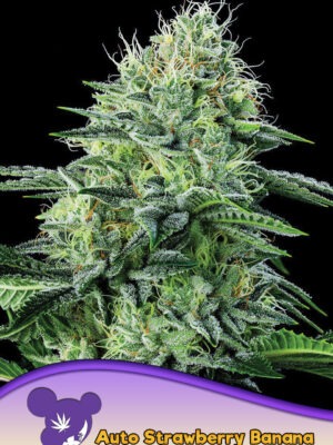 Anesia Seeds auto strawberry banana Samen Anesia Seeds auto strawberry banana Samen