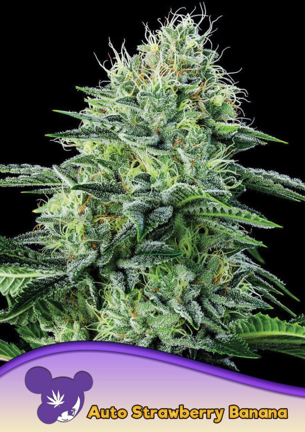 Anesia Seeds auto strawberry banana Samen