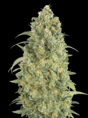 Advanced Seeds auto strawberry gum Samen