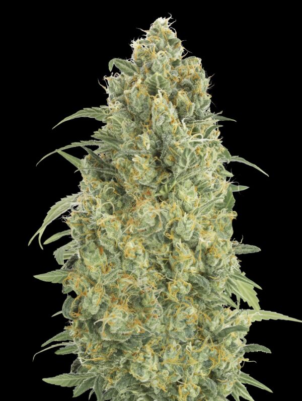 Advanced Seeds auto strawberry gum Samen