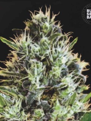 Bulk Seeds Bank Auto Sunmango 5 Stk feminisiert Bulk Seeds Bank Auto Sunmango 10 Stk feminisiert
