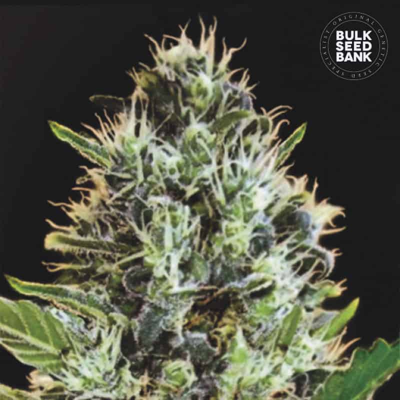 Autoflower vs feminisiert: Bulk Seeds Bank Auto Sunmango