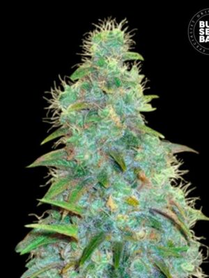 Bulk Seeds Bank Auto Sweet Tooth 5 Stk feminisiert Bulk Seeds Bank Auto Sweet Tooth 10 Stk feminisiert