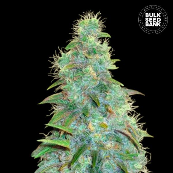 Bulk Seeds Bank Auto Sweet Tooth 10 Stk feminisiert