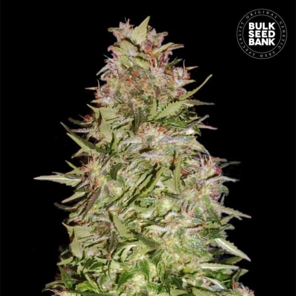 Bulk Seeds Bank Auto White Prussian 10 Stk feminisiert