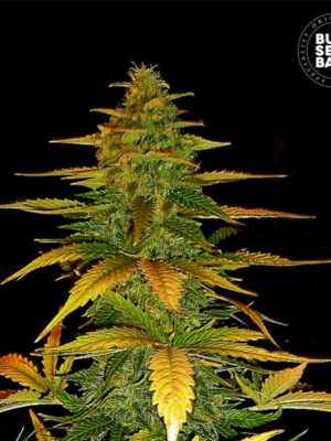 Bulk Seeds Bank Auto Wild Dwarf 5 Stk feminisiert Bulk Seeds Bank Auto Wild Dwarf 10 Stk feminisiert