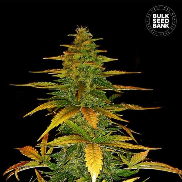 Bulk Seeds Bank Auto Wild Dwarf 10 Stk feminisiert