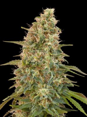 Advanced Seeds auto zkittlez Samen
